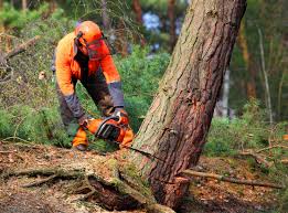  Richfield, MN Tree Removal and Landscaping Services Pros